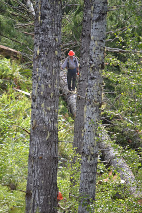 logging